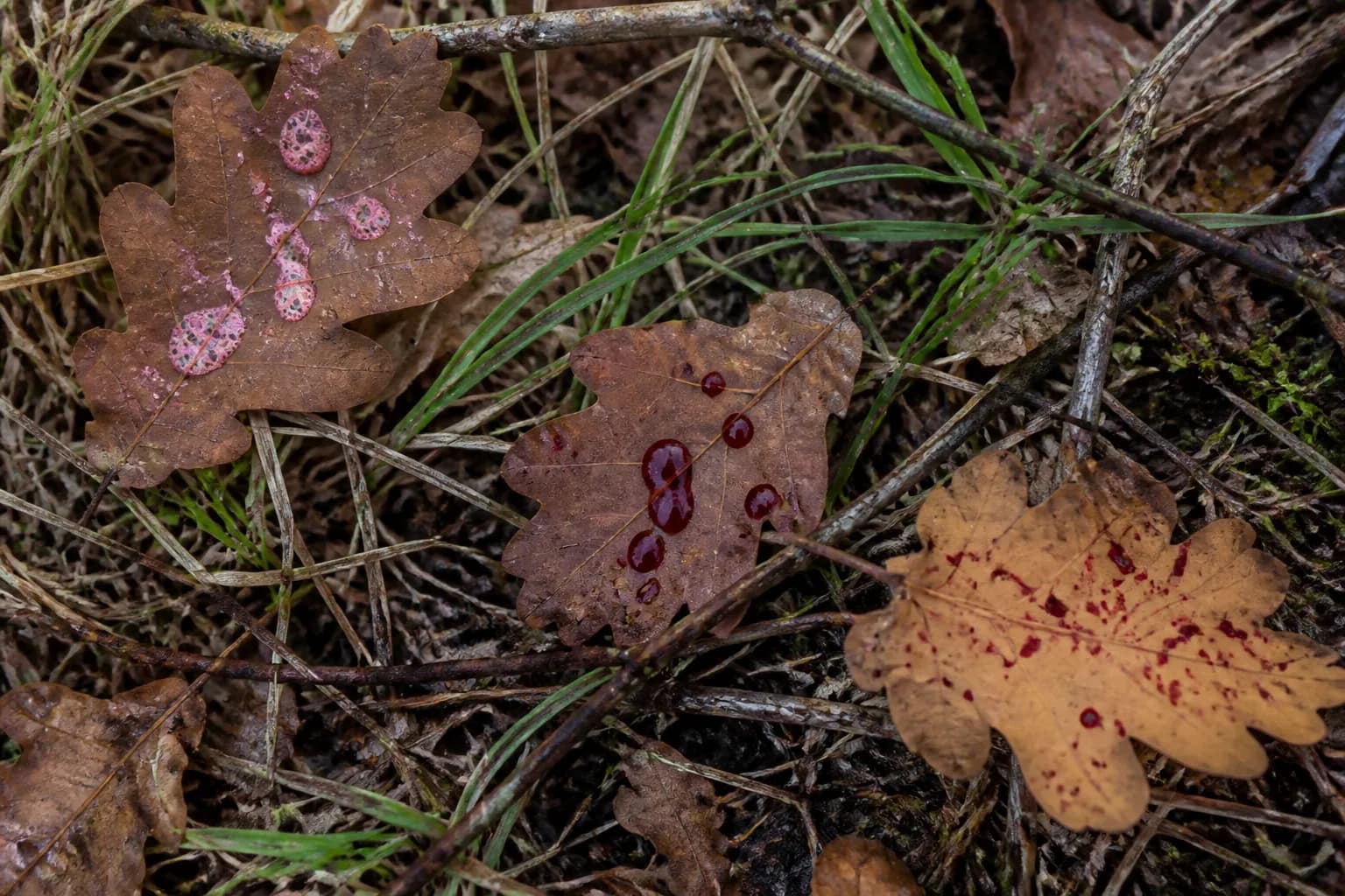 Subtle examples of different blood signs on autumn leaves