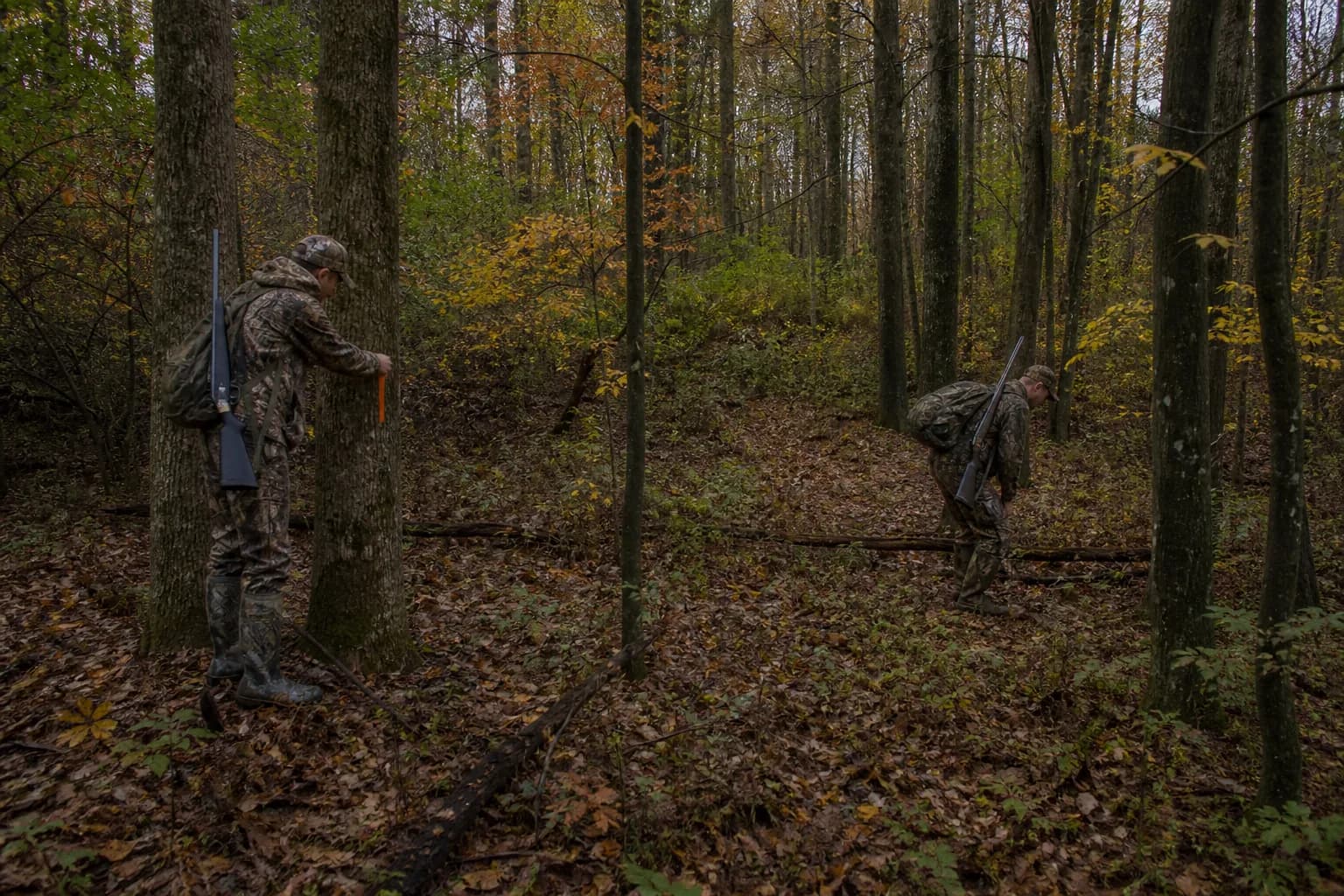 Two hunters conducting a careful grid search through autumn woods